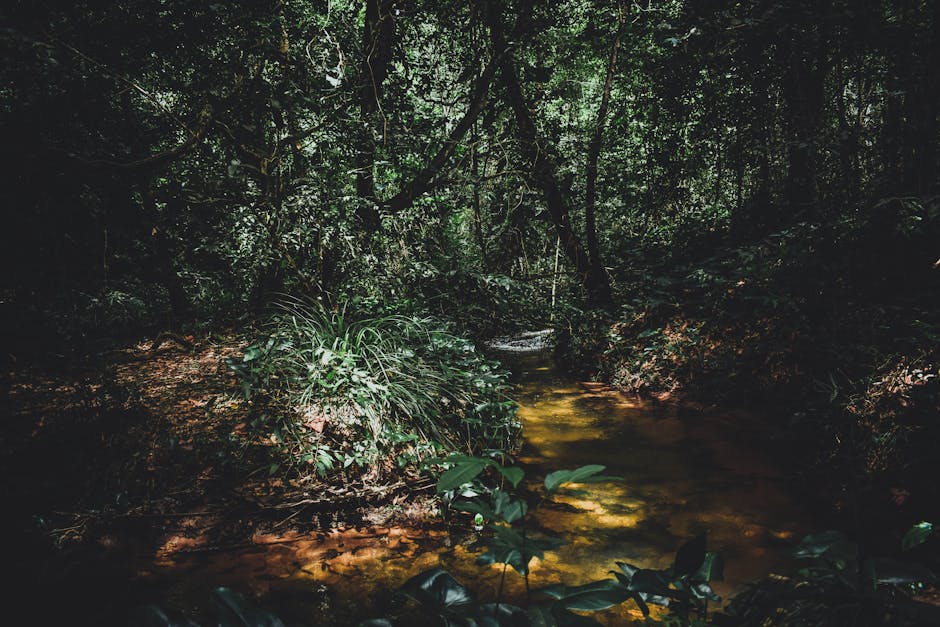 A tranquil creek flows through a lush, green rainforest, capturing nature's beauty.