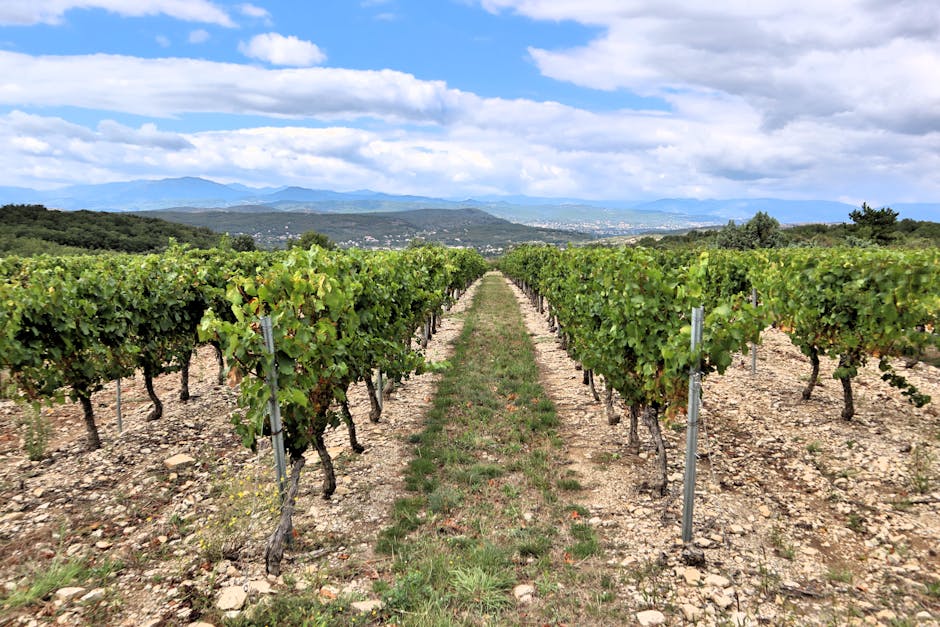 Rows of grapevines in a picturesque vineyard with mountains in the background.