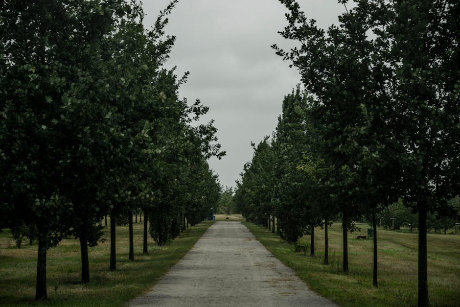 A tranquil path bordered by lush green trees under a cloudy, overcast sky.