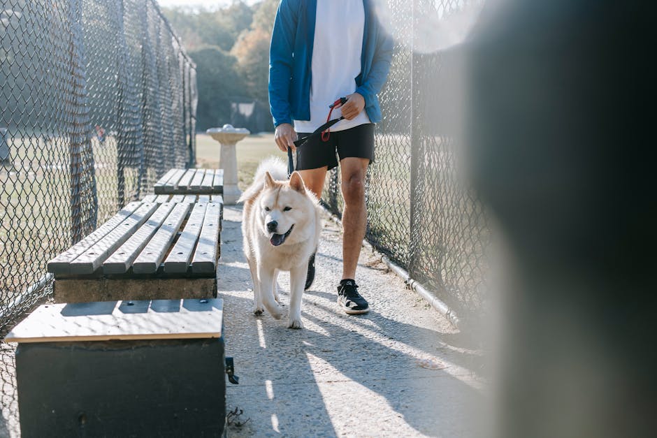 A man walks his Akita Inu dog in a sunny park, enjoying a peaceful day outdoors.