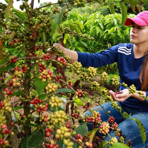 Agricultores do Paraná fazem a colheita do café ainda no pé