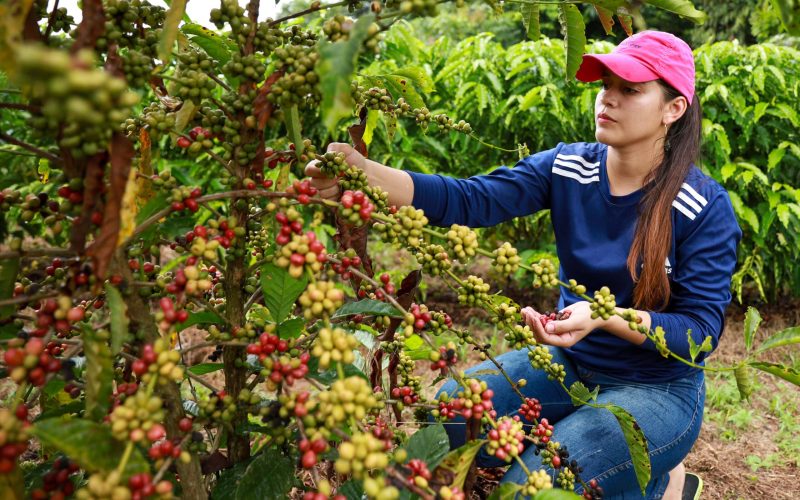 Agricultores do Paraná fazem a colheita do café ainda no pé