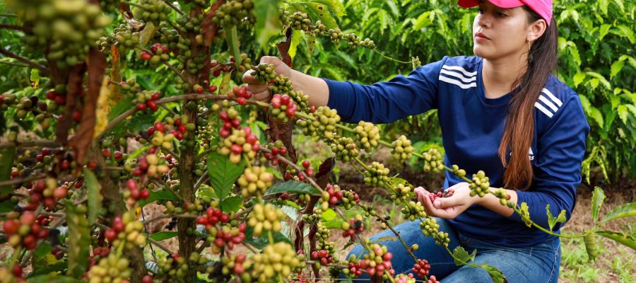 Agricultores do Paraná fazem a colheita do café ainda no pé