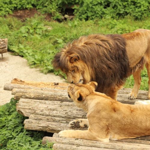 Foto: <a href="https://www.pexels.com/@alena-maruk-106558942" target="_blank" rel="nofollow">ALENA MARUK</a>