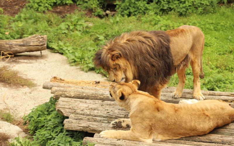 Foto: <a href="https://www.pexels.com/@alena-maruk-106558942" target="_blank" rel="nofollow">ALENA MARUK</a>