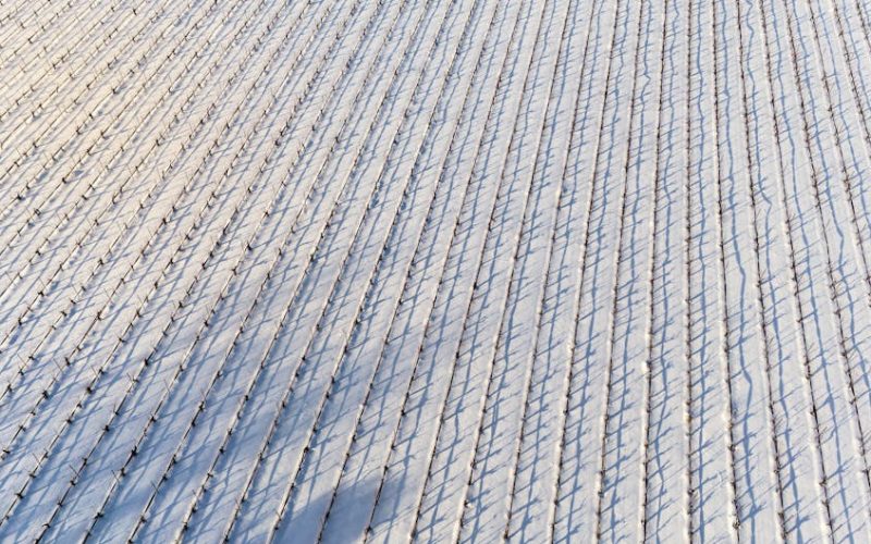 Foto: <a href="https://www.pexels.com/@a-soheil-2154370577" target="_blank" rel="nofollow">A.   Soheil</a>